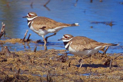 Two Killdeer_53042.jpg - Killdeer (Charadrius vociferus) photographed at Ottawa, Ontario - the capital of Canada.